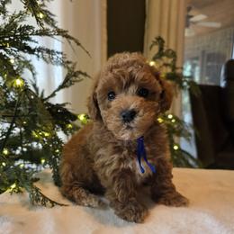 Blue Collar Toby - Red  male Goldendoodle puppy in Bristol, Tennessee from 4goldendoodles