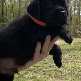 Orange - Black male Labrador Retriever puppy in Ruth, Mississippi from Red White & True Labradors