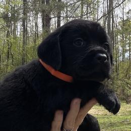 Orange - Black male Labrador Retriever puppy in Ruth, Mississippi from Red White & True Labradors
