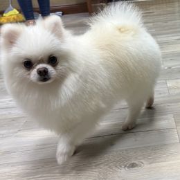 Coco 4 pounds - White male Pomeranian puppy in Naples, Florida from Puppies Forever 💙❤️🐶