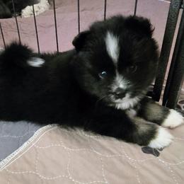 Onyx (1850) - Black and white male Pomsky puppy in Fallon, Nevada from Amazing High Desert Pomskys