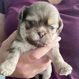 Boy 2 - Liver male Shih Tzu puppy in Silver Spring, Maryland from Saraya’s Shih Tzus