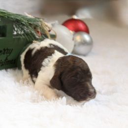 Peppermint Mocha - Parti male Goldendoodle puppy in Arlington, Texas from Chambers Doodle Patch