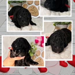 Aussiedoodle Puppies from Iron Doodles