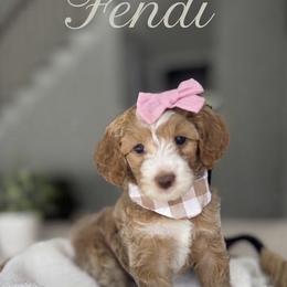 Goldendoodle and Poodle Puppies from Peachy Puppies