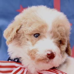Liberty Bell - USA 250th Litter - Parti female Goldendoodle puppy in Westminster, South Carolina from Goldendoodlepuppiessc