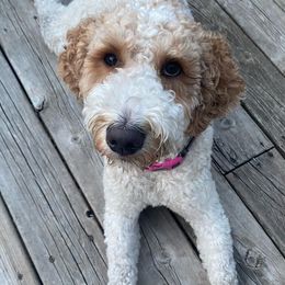 Molly - Goldendoodle