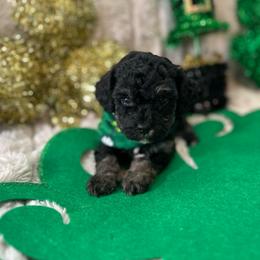 Lucky - Phantom male Poodle puppy in Warren, Michigan from Annette Patterson