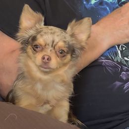 Chihuahuas from Sheryl's Chihuahuas