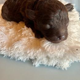 Puppy 5 - Brown female Maltipoo puppy in Hephzibah ( Richmond County ), Georgia from Healing Pawz LLC