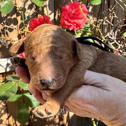 Onyx - Black collar - Apricot male Goldendoodle puppy in Puyallup, Washington from Dawnie’s Doodles