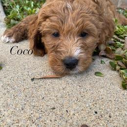 Goldendoodle Puppies from Cherry Lane Farm