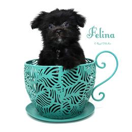 Felina - Black female Mi-Ki puppy in Elizabeth, Colorado from Royal T Mi-Kis