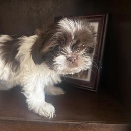 Ava Midori - Liver and white female Shih Tzu puppy in Durham, North Carolina from The 🐾 Tang Clan Chronicle & Nursery