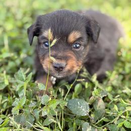 Spot ASDR - Black tri male Toy Australian Shepherd puppy in Polk City, Florida from Skaky Shepherds
