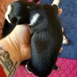 Spook - Black & white female Miniature Australian Shepherd puppy in Gatesville, Texas from Southern Promise Aussie’s