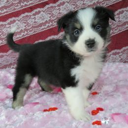 Kiss - Miniature Australian Shepherd puppy from Big Coon Little Aussies