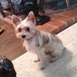 Jackson - Yorkshire Terrier