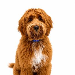Clark - Goldendoodle