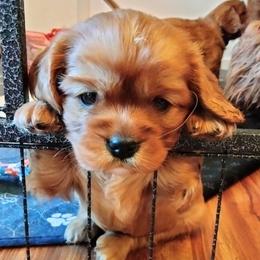Cavalier King Charles Spaniel puppies from Cavaliers King Charles Spaniels at Carmen Acres Farm