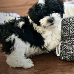 Maltese, Maltipoo, and Poodle Puppies from C&Js Tiny Toys
