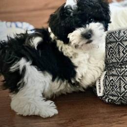 Maltese, Maltipoo, and Poodle Puppies from C&Js Tiny Toys