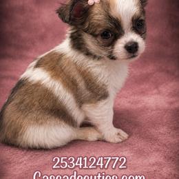 Baby powder - Sable spotted white female Chihuahua puppy in Parkland, Washington from Cascades Cuties