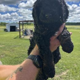 Aster - Sable male Poodle puppy in Hillman, Minnesota from Granite Valley Poodles