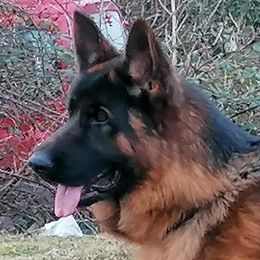 Armani - German Shepherd