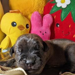 Light pink collar: Blossom - Black brindle female Cane Corso puppy in Franktown, Colorado from Earth and Ship Cane Corso