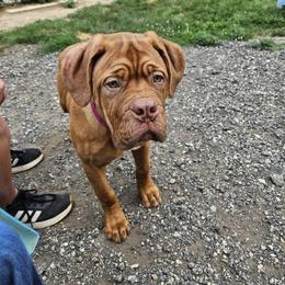 Caroline - Red female Dogue de Bordeaux puppy in Fowlerville, Michigan from Big and Little Wiggly Butts LLC