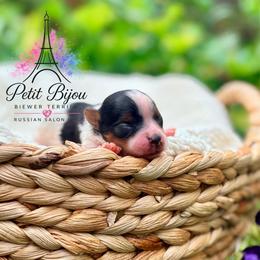 Solo - Black tan and white male Biewer Terrier puppy in Iva, South Carolina from Petit Bijou Biewer Terriers & Russian Salon Dogs