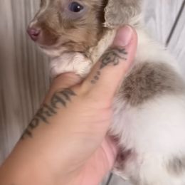 Dapple Isabella BOY - Piebald male Dachshund puppy in Menifee, California from The Weenie Hut Doxies