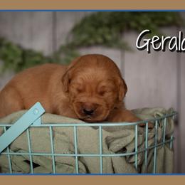 Gerald - Dark golden male Golden Retriever puppy in Driggs, Idaho from SK Golden Retrievers
