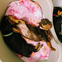 Doberman Pinscher Puppies from Allettare Dobermans