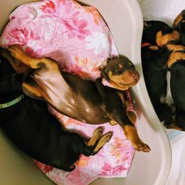 Doberman Pinscher Puppies from Allettare Dobermans