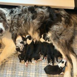 Ruthie - Black and white female Border Collie puppy in Lakeview, Michigan from Haven Creek Farm