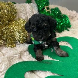 Lucky - Phantom male Poodle puppy in Warren, Michigan from Annette Patterson