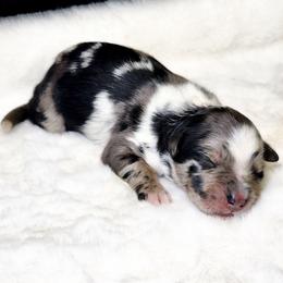Fern - Blue merle female Miniature Australian Shepherd puppy in Mc Alester, Oklahoma from Angel's Aussies