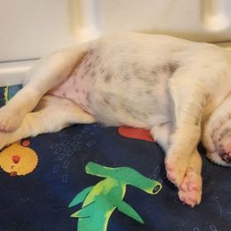 English Setter and Labrador Retriever Puppies from McFella’s Gun Dogs