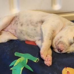 English Setter and Labrador Retriever Puppies from McFella’s Gun Dogs