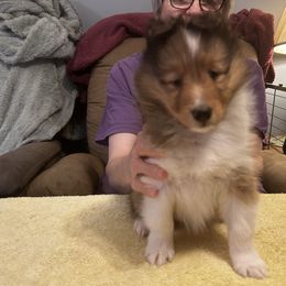 Girl 1 - Shetland Sheepdog puppy in East Bank, West Virginia from Belmar Shetland Sheepdogs