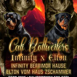 Rottweiler Puppies from Cali rottweilers