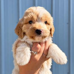 Boone - Cream male Aussiedoodle puppy in Hudson, Michigan from Haas Pawz