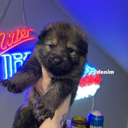 Denim - Sable female German Shepherd puppy in Knowlton Township, New Jersey from Augenblick Kennels