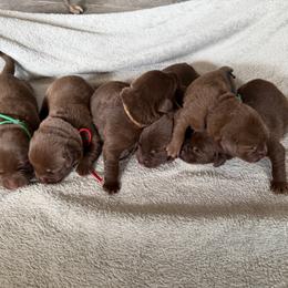6th pick Male - Chocolate male Labrador Retriever puppy in Petersburg, West Virginia from Shoreline Retrievers