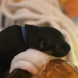 Hennessy Lux Nocturne Elite Von Haus (Blue Collar) - Black and red male German Shepherd puppy in Grants Pass, Oregon from Elite Von Haus German Shepherds