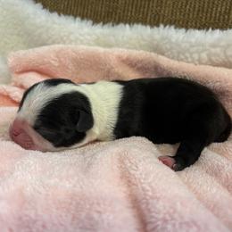 Hopper The Lone Ranger - Black and white male Boston Terrier puppy in Lowell, Arkansas from Bogan's Boston's