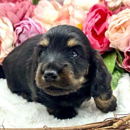 Farron - Black and cream male Dachshund puppy in Exeter, California from Sawtooth Miniature Dachshunds