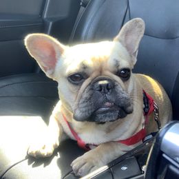 Pitufa - French Bulldog